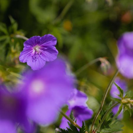 Oberlech750. Refugium Am Berg. 아파트 외부 사진